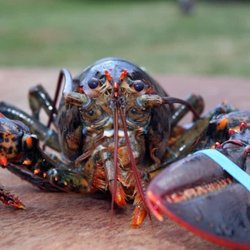 Above & Beyond Aquarium Service - Lobster tank service