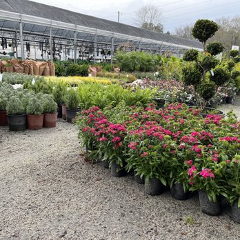 Reese's Plants - Landscape plant galore - Nurseries & Gardening Near Me - Blythewood, South Carolina