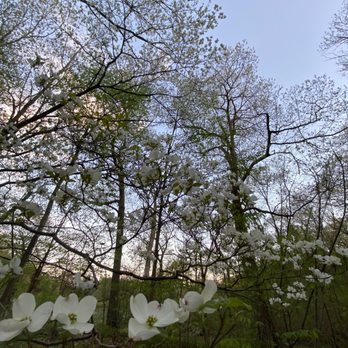 Beaver Brook Reservation - pretty flowers - Landmarks & Historical Buildings Near Me - Belmont, Massachusetts