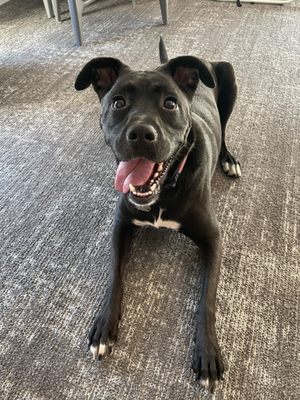 The Doyle Hotel by null