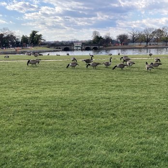 Jefferson Memorial - The Geese Are in the House! - Landmarks & Historical Buildings Near Me - Washington, DC, District of Columbia