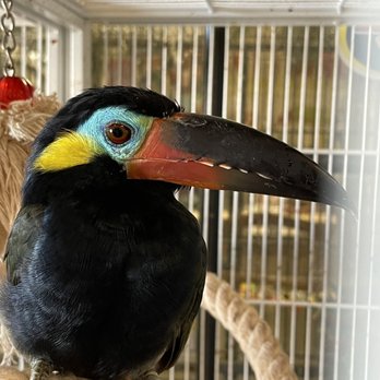 Everything Birds - Tucan - Bird Shops Near Me - Oldsmar, Florida Everything Birds - Tucan - Bird Shops Near Me - Oldsmar, Florida