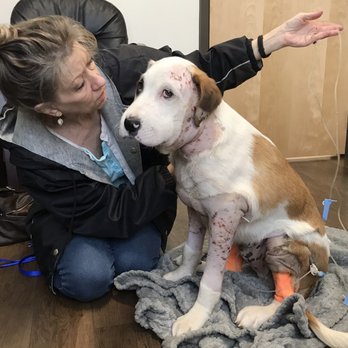 Olympia Pet Emergency - After his treatment for a dog attack, he was newly bleeding out when we arrived.  Swollen from the trauma. - Veterinarians Near Me - Lacey, Washington