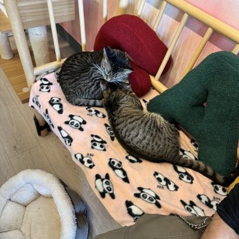 The Cat House - Themed Cafes Near Me - Roselle, Illinois