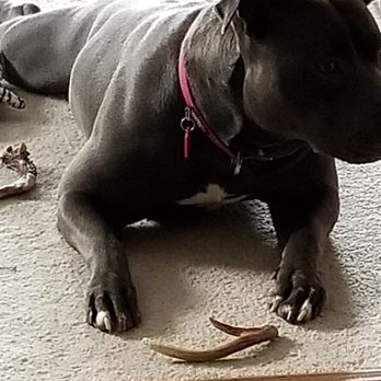 Down Boy Down K9 - Nature's chew toy's are the best. Mike has done so much for my little Daisy May...we still work every chance we can. - Pet Training Near Me - Charlotte, North Carolina Down Boy Down K9 - Nature's chew toy's are the best. Mike has done so much for my little Daisy May...we still work every chance we can. - Pet Training Near Me - Charlotte, North Carolina