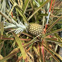 Kauai sugarloaf pineapple
