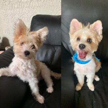 Best Friend Grooming - Pet Services Near Me - Brooklyn, New York