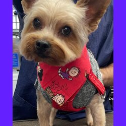 Tammie's Dog Grooming - Kobe, 4yr old yorkie