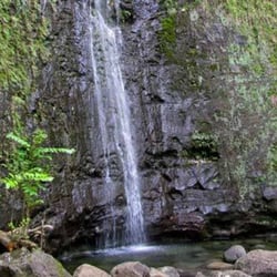 Kealoha Tours - Manoa Falls Hike