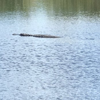 Anhinga Trail - Alligator - Hiking Near Me - Homestead, Florida Anhinga Trail - Alligator - Hiking Near Me - Homestead, Florida