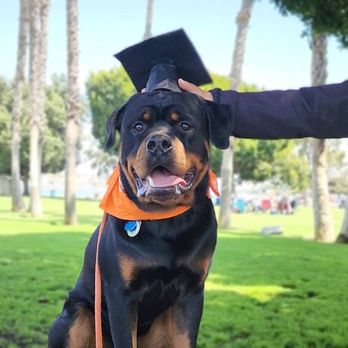 K9HS - Canine High School - Dog School graduation photos! - Pet Training Near Me K9HS - Canine High School - Dog School graduation photos! - Pet Training Near Me