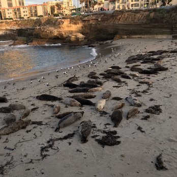 La Jolla Cove - Parks Near Me - La Jolla, California La Jolla Cove - Parks Near Me - La Jolla, California