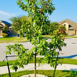 LAWNS Tree Farm - 30 gallon Chinkapin Oak that I purchased from Terry at LAWNS