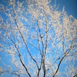 RLB Tree Service