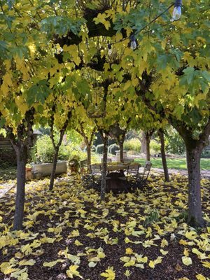 The Apple Farm by null