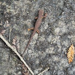 La Honda Creek Open Space Preserve - Newt