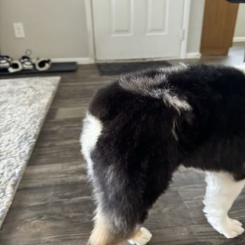 Scooby Do's Pet Grooming - Pet Groomers Near Me - Tempe, Arizona