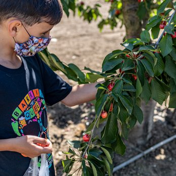 U Pick Orchards - 🍒U-Pick Orchards🍒 - Pick Your Own Farms Near Me - Gilroy, California U Pick Orchards - 🍒U-Pick Orchards🍒 - Pick Your Own Farms Near Me - Gilroy, California