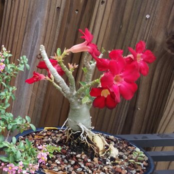Best Bonsai - https://best-bonsai.com - Nurseries & Gardening Near Me - Hallandale, Florida Best Bonsai - https://best-bonsai.com - Nurseries & Gardening Near Me - Hallandale, Florida