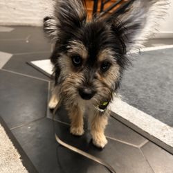 Kissable Paws - after grooming