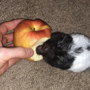 Pet Supplies Plus Raleigh - She loves apples don't worry I only gave her a bite. - Pet Stores Near Me - Raleigh, North Carolina Pet Supplies Plus Raleigh - She loves apples don't worry I only gave her a bite. - Pet Stores Near Me - Raleigh, North Carolina