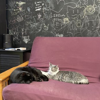 Luna Cafe - Double kitties! - Japanese Near Me - Syracuse, New York
