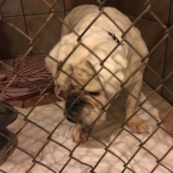 The Dog House - Pet Sitting Near Me - Mount Airy, Maryland The Dog House - Pet Sitting Near Me - Mount Airy, Maryland