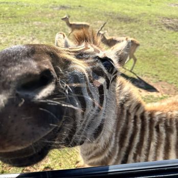 Cherokee Trace Drive Thru Safari - Parks Near Me - Jacksonville, Texas