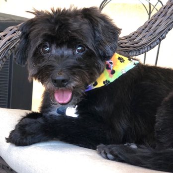 Cuts N Cuddles - The New Dexter (Thanks Chelsea!) - Pet Groomers Near Me - Simi Valley, California