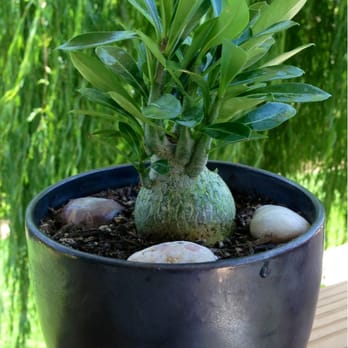 Upland Nursery - My new adenium!! - Nurseries & Gardening Near Me - Orange, California