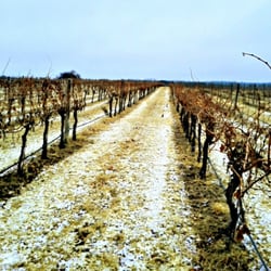 Texas Hill Country Wineries