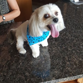 Wigglebums Pet Grooming - Clean cut and looking like a champ - Pet Groomers Near Me - Calgary, Alberta Wigglebums Pet Grooming - Clean cut and looking like a champ - Pet Groomers Near Me - Calgary, Alberta