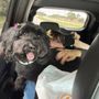 Photo of Doggie Days