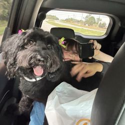 Doggie Days
