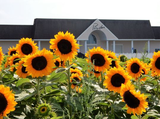 Pindar Vineyards by null