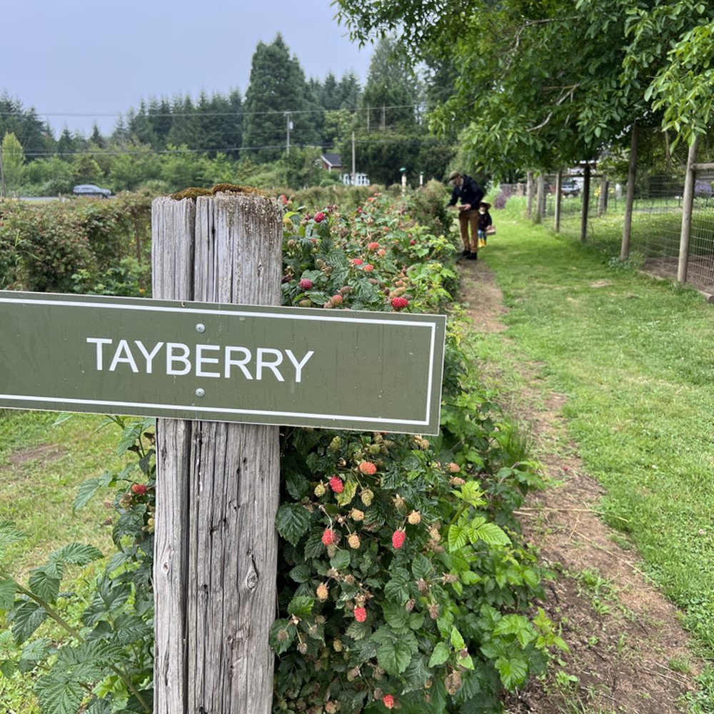 Smith Berry Barn - First time picking tayberries! - Nurseries & Gardening Near Me - Hillsboro, Oregon Smith Berry Barn - First time picking tayberries! - Nurseries & Gardening Near Me - Hillsboro, Oregon