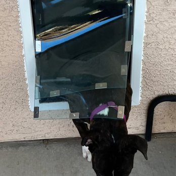 Doors 4 Mutts - Frida is free - Pet Services Near Me - Henderson, Nevada Doors 4 Mutts - Frida is free - Pet Services Near Me - Henderson, Nevada