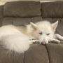 Photo of Pono Pups Mobile Grooming