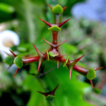 Gifford Arboretum - Parks Near Me - Coral Gables, Florida