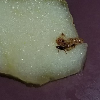 Chick-fil-A - Wanna play guess the bug on the apple piece from Chick-fil-A fruit tray?? - Fast Food Near Me - Alexandria, Louisiana Chick-fil-A - Wanna play guess the bug on the apple piece from Chick-fil-A fruit tray?? - Fast Food Near Me - Alexandria, Louisiana