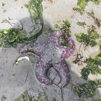 Ed Munro Seahurst Park - Sea star - Parks Near Me - Burien, Washington