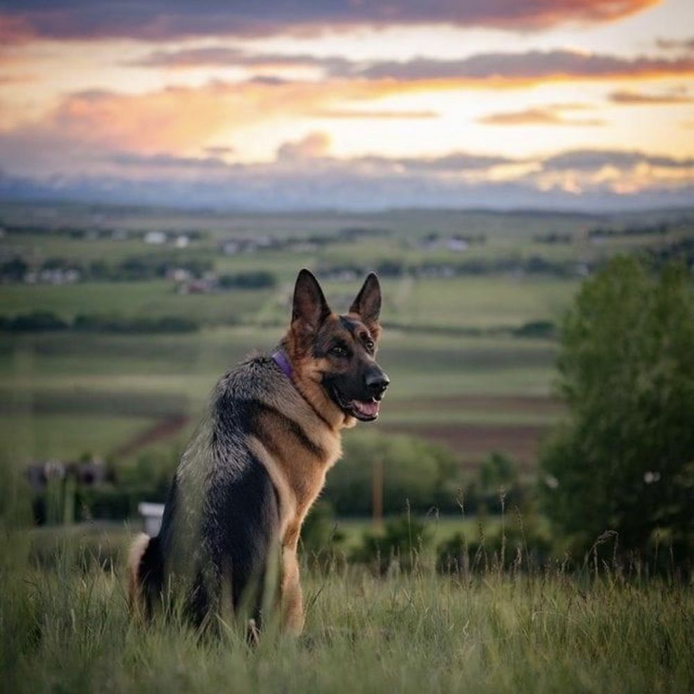 Dog Dog