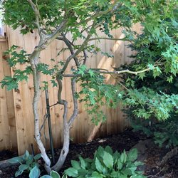 Horizon Lawn & Landscape - Staked maple