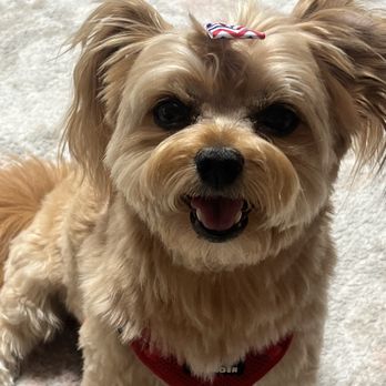 Pure Grooming - Boo's still as happy after Mike finishes his grooming every 6 weeks as I am! - Pet Groomers Near Me - Poway, California Pure Grooming - Boo's still as happy after Mike finishes his grooming every 6 weeks as I am! - Pet Groomers Near Me - Poway, California