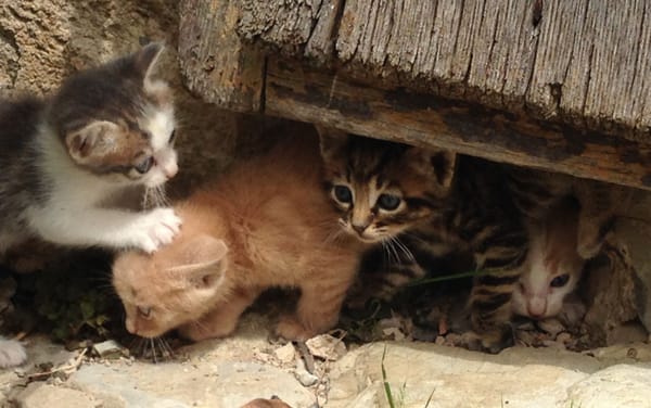 Castello Di Potentino by null