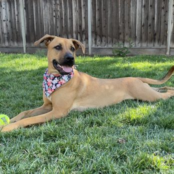 Lead By Example Dog Training - Coco with her ball - Pet Training Near Me Lead By Example Dog Training - Coco with her ball - Pet Training Near Me