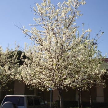 LA County Library - La Mirada Library - Blooms on trees - Libraries Near Me - La Mirada, California LA County Library - La Mirada Library - Blooms on trees - Libraries Near Me - La Mirada, California