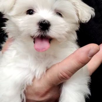 Puppy Boutique - This was taken on 12/28/19 inside puppy boutique after choosing her. - Pet Stores Near Me - Brooklyn, New York Puppy Boutique - This was taken on 12/28/19 inside puppy boutique after choosing her. - Pet Stores Near Me - Brooklyn, New York
