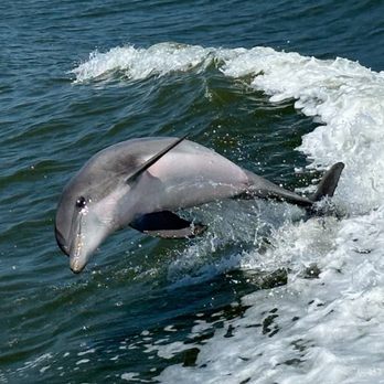 Captain Derek's Dolphin Adventure - Tours Near Me - Tybee Island, Georgia