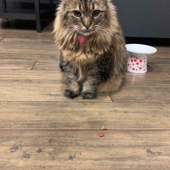 All Star Pet Services - Pet Sitting Near Me - Kingwood , Texas All Star Pet Services - Pet Sitting Near Me - Kingwood , Texas